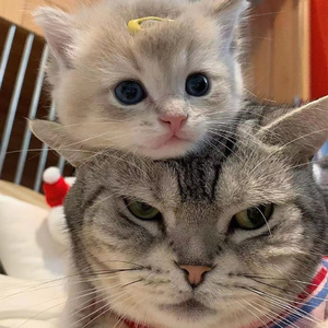 韩国学生小男生Gay
